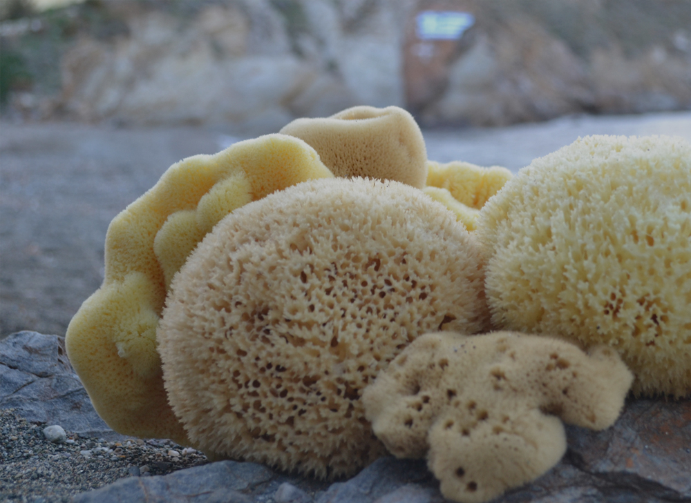 Σφουγγάρια Καλύμνου: Πώς Συλλέγονται, Τι Ιδιότητες Έχουν & Γιατί Είναι Παγκοσμίως Γνωστά