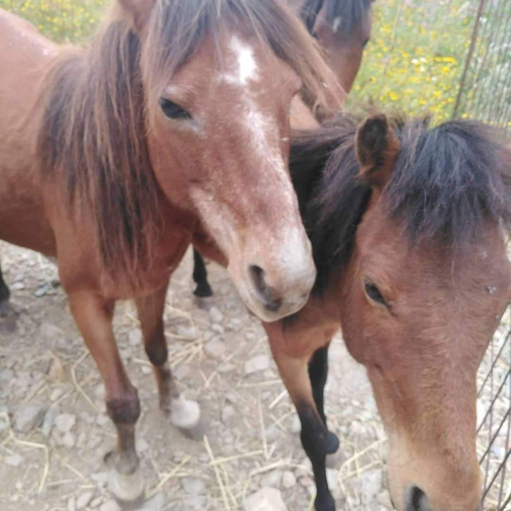 Μοναδική ράτσα κ αγαπημένη τα Σκυριανά Αλογάκια